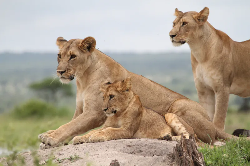 8-Day Mara River crossing Adventures