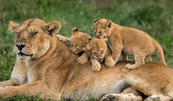 2 day Mikumi wildlife safari by SGR train .