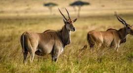 1 DAY TRIP- MKOMANZI RHINO SAFARI
