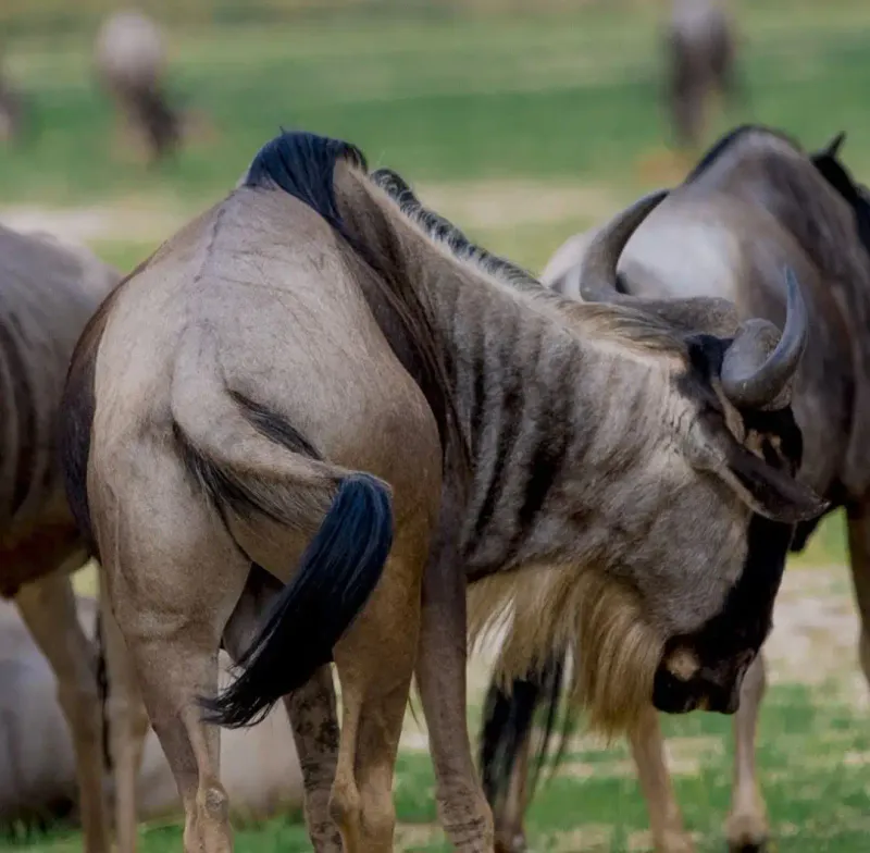 5 Days Best Safari During Calving Season