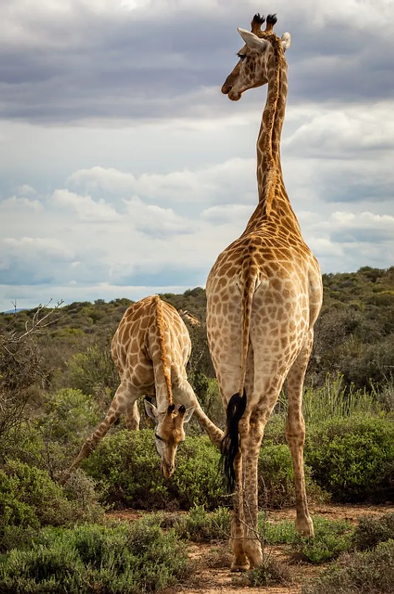 2Days_1Night Midrange Tarangire and Ngorongoro Midrange Trip