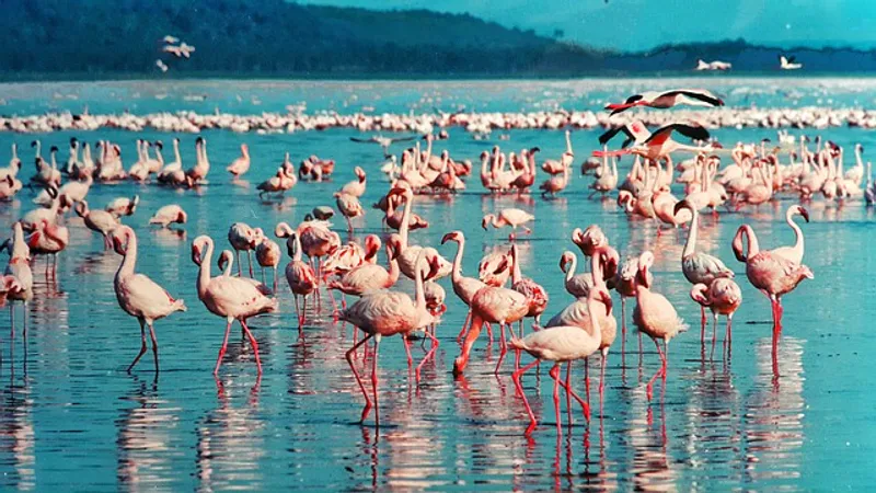 4-Day Unforgettable Safari From Lake Nakuru to The Wonders Of The Great Masai Mara