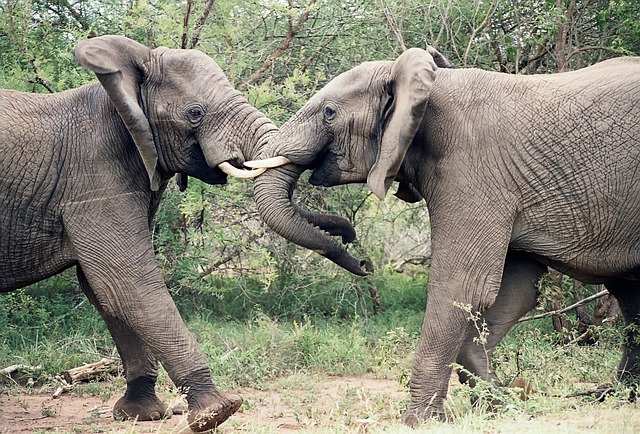 1-Day Nyerere National Park Memorable Tour