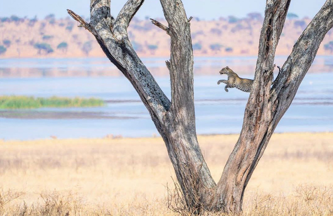 6 Days Big Five Safari to Tanzania Wilds