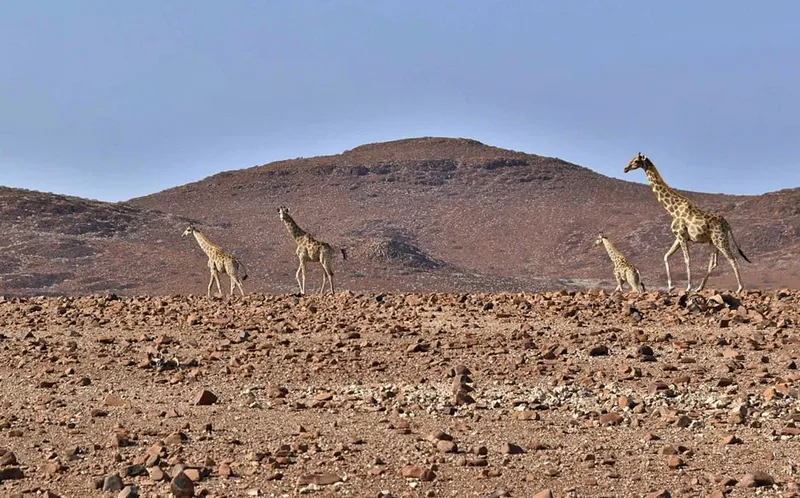 8-Day Arid Eden Namibian Tour