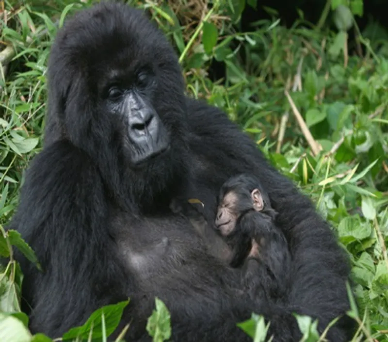 1 day gorilla trekking