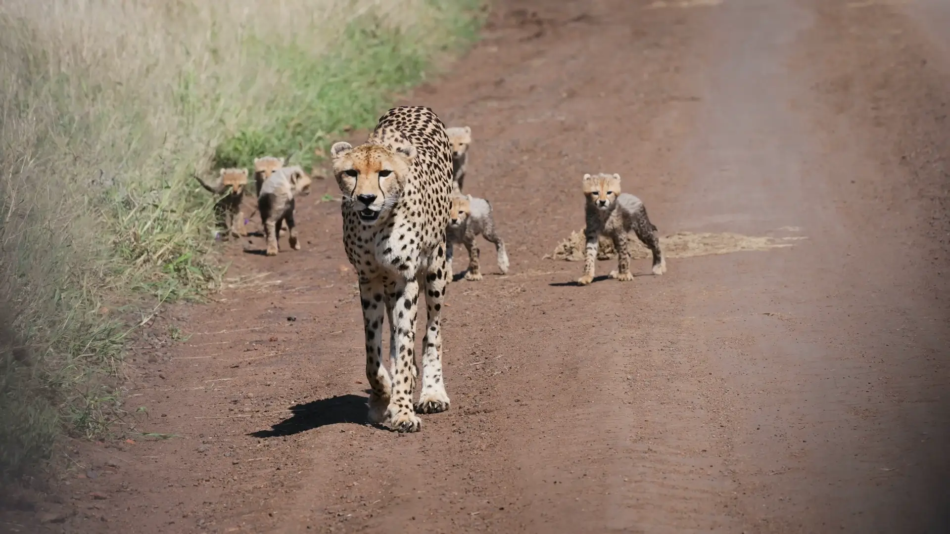 6 Days Great Northern Circuit Safari Tarangire Elephants Serengeti Predators and Ngorongoro Crater Wonders