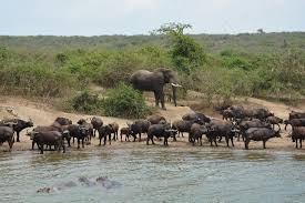 5-Days Uganda Gorilla, chimp & Wildlife safari