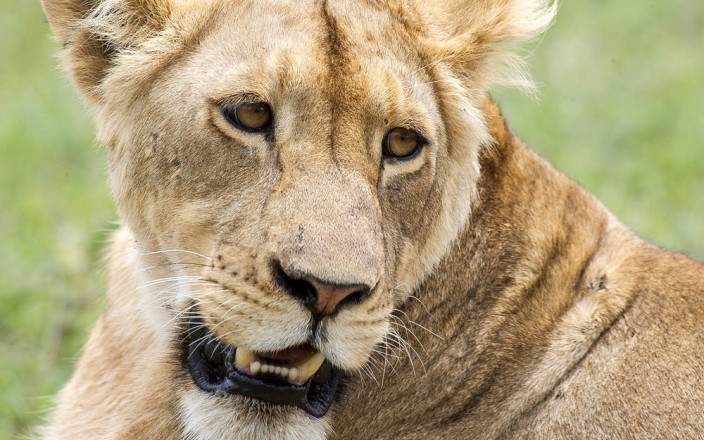 5-Day Fly -in and Fly- out Safari Adventure