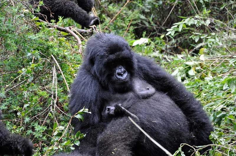 15 Days - Uganda Safari & Wildlife & Culture Experience
