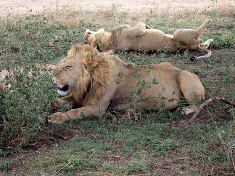 9 Days Luxury Tanzania Safari