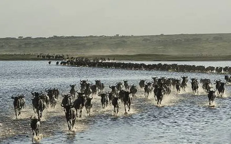 3-Day Fly in from Zanzibar to Ndutu Serengeti