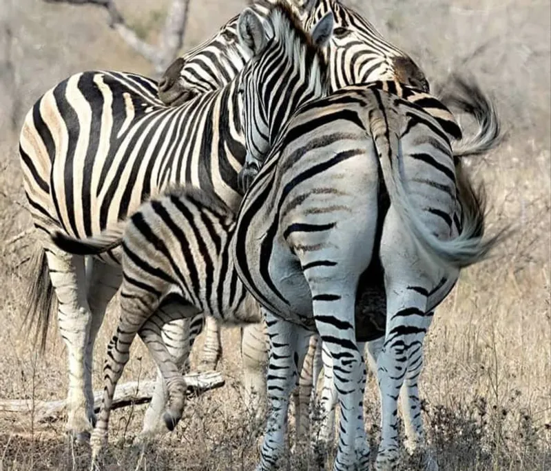 3-Day Adventure:Livingstone Zambia, Victoria Falls Zimbabwe & Chobe National Park in Botswana