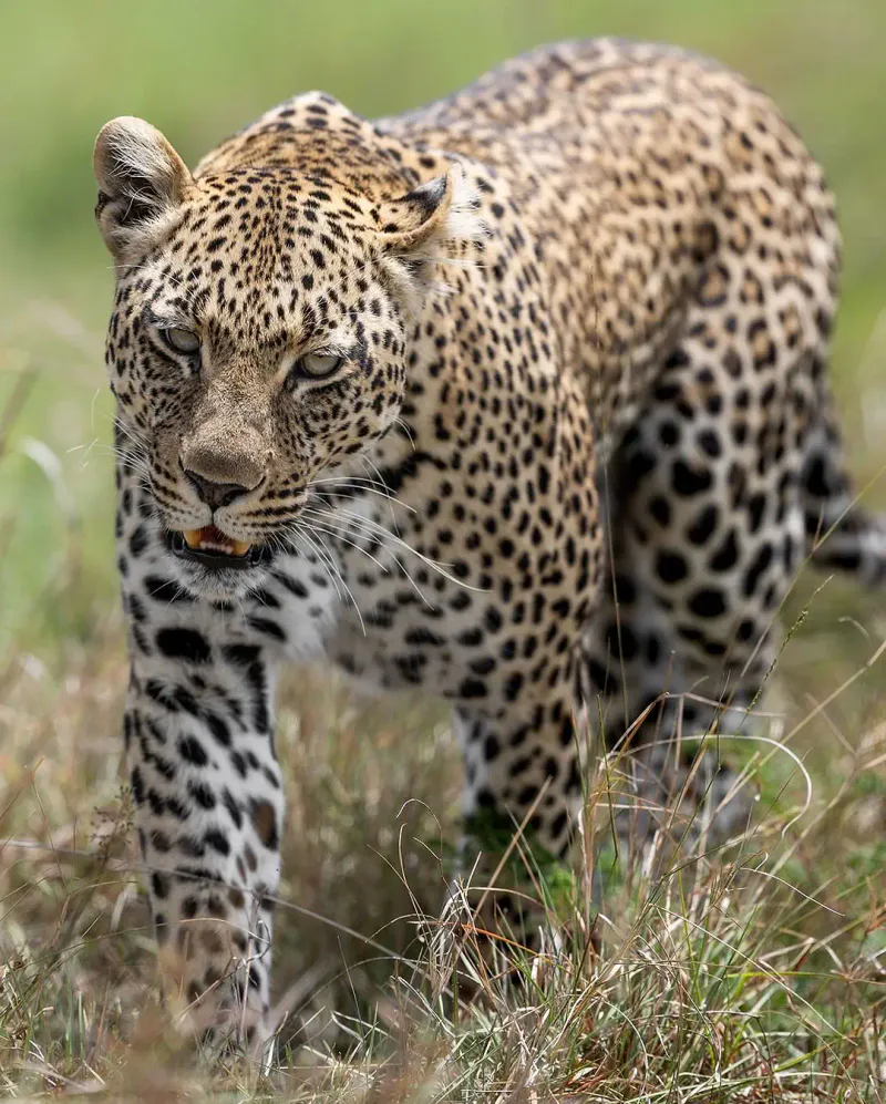 5-Day Fly-In Midrange Safari to Discover Tanzania's Northern Circuit