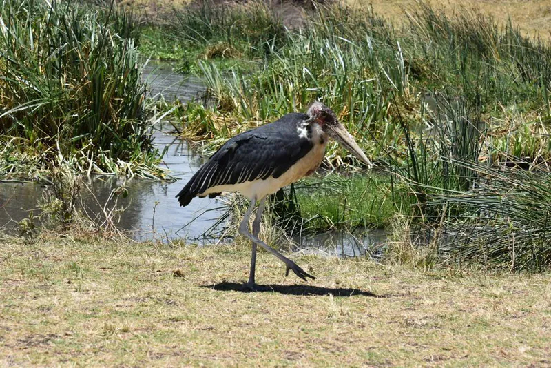 4Days memorable safari to Serengeti,Ngrorongoro crater and Tarangire national park.