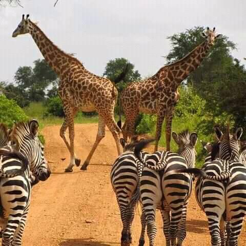 5-DAY NYERERE & MIKUMI NATIONAL PARKS SAFARI