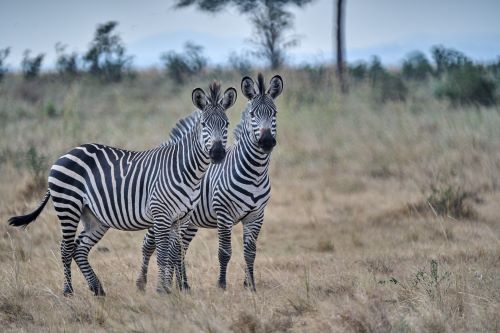 2- Day Luxury Fly in and out Tarangire And Ngorongoro National Park Safari