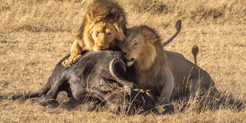 1-Day Full Day of Shared Safari in Mikumi Flying in & out from Zanzibar