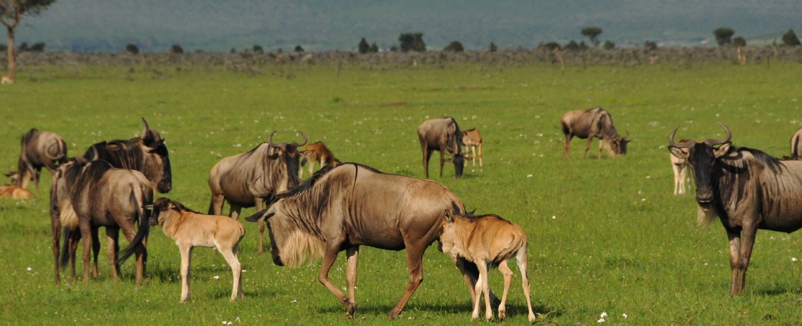 6-Day Witnessing Great Wildebeest Calving in Serengeti (Best for January to March) - East Safari Tours - Safarigo