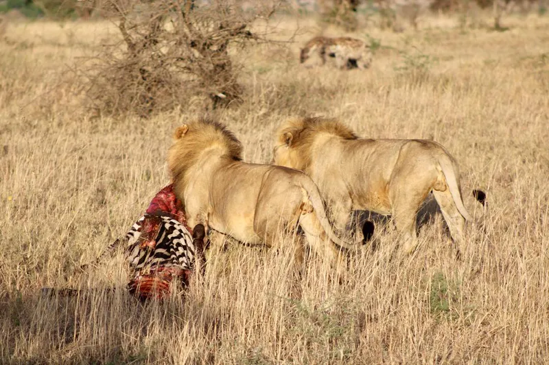 2-Day Tarangire & Ngorongoro Crater Safari