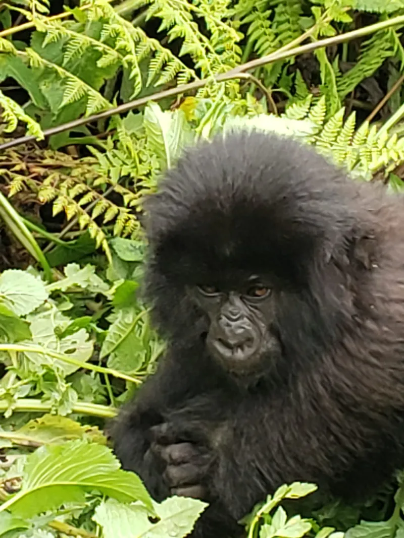 1-Day Rwanda Gorilla trekking Safari