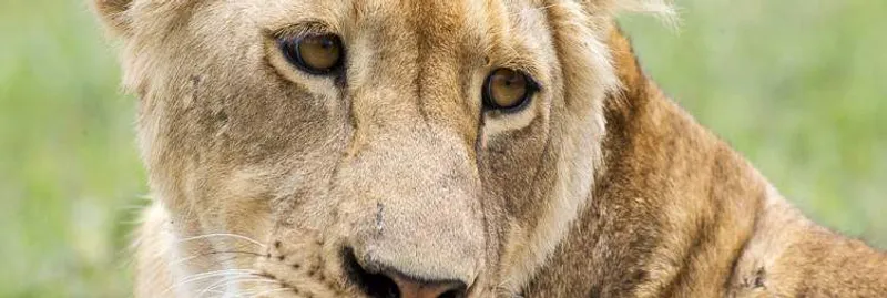10-Day Great Migration, Culture & Acidic Lakes Safari