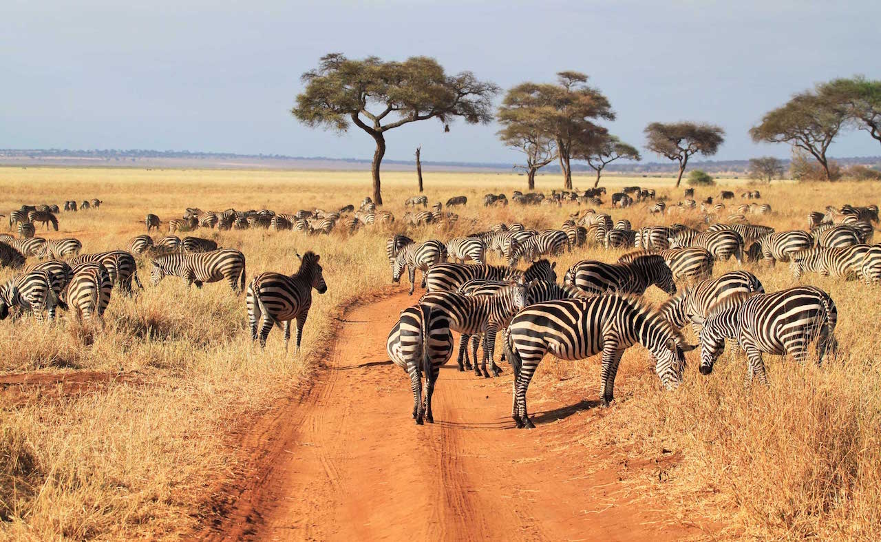 6-Day Big 5 safari in Tarangire, Serengeti and Ngorongoro Crater