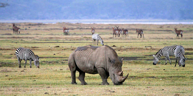 2 Day Zanzibar to Ngorongoro Crater and Tarangire Luxury Safari