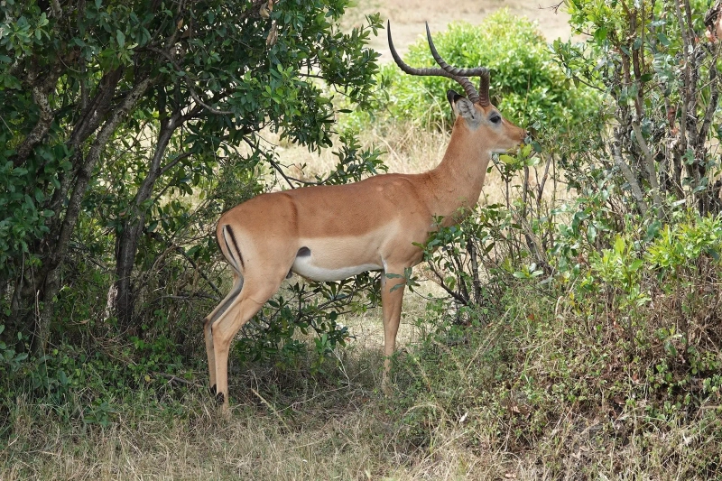 3 Day Tarangire & Ngorongoro Big Five Safari
