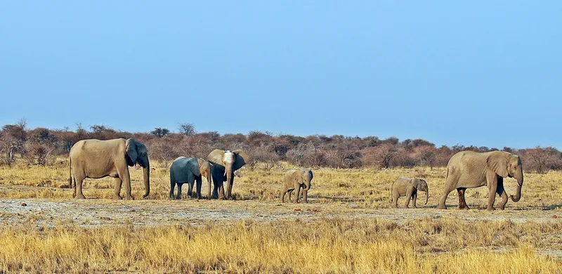 4-Day Etosha Dash Tour