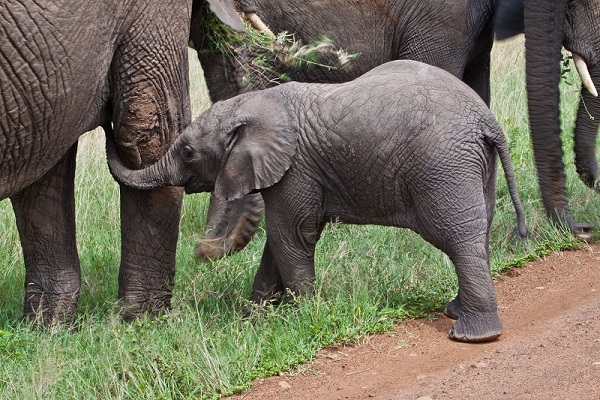 7 Days 6 Nights Tanzania Safari