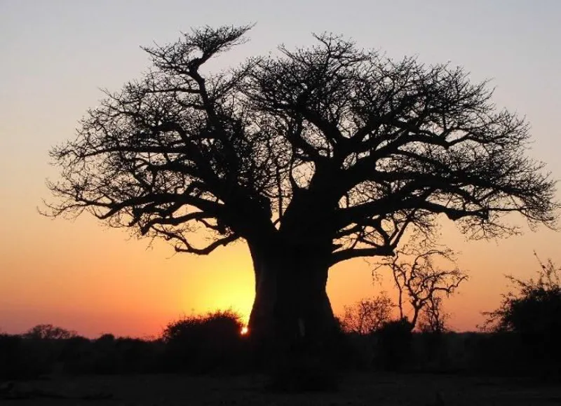 7-Days Kalahari Safari 