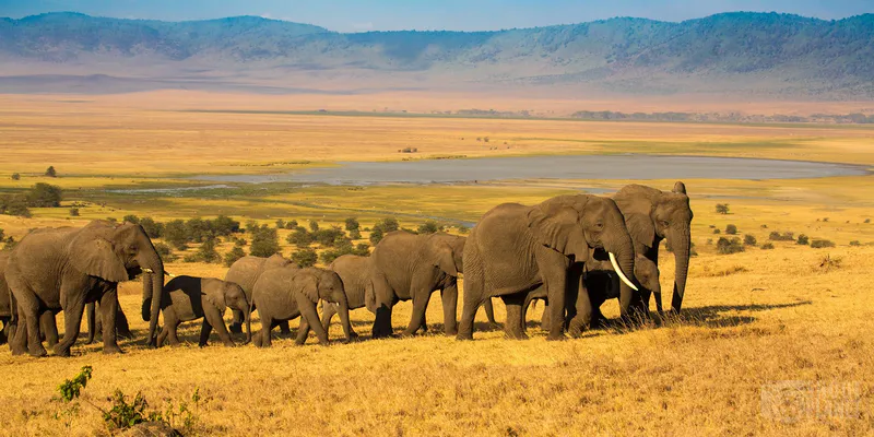 5-Day Mid-Range Tanzania Safari (Northern Circuit Parks)