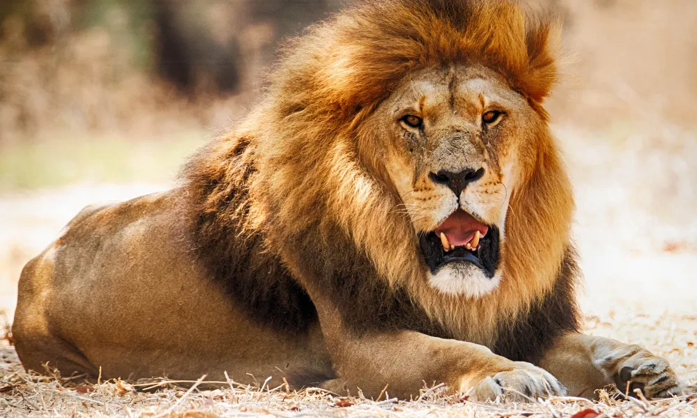 3- Day Amazing Tarangire NP, Ngorongoro Crater & Maasai Culture Experience