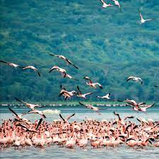 4 Days, 3 Nights - 4x4 Jeep Budget Nakuru & Mara Road Package