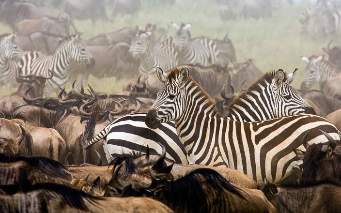 4-Day Journey from Zanzibar to Stunning Northern Parks