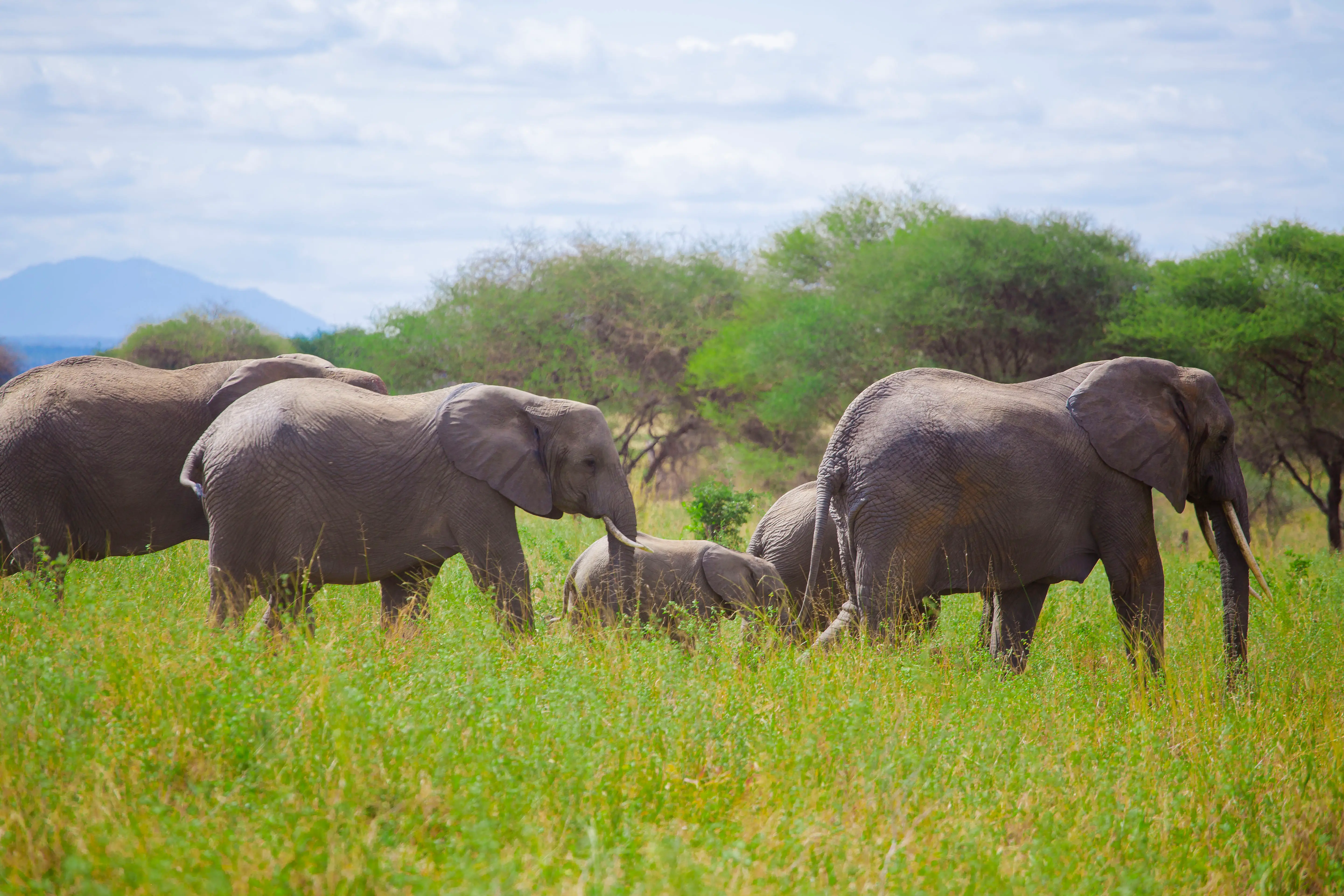 6-Day Classic Tanzania Safari & Relaxation: Tarangire, Serengeti & Ngorongoro