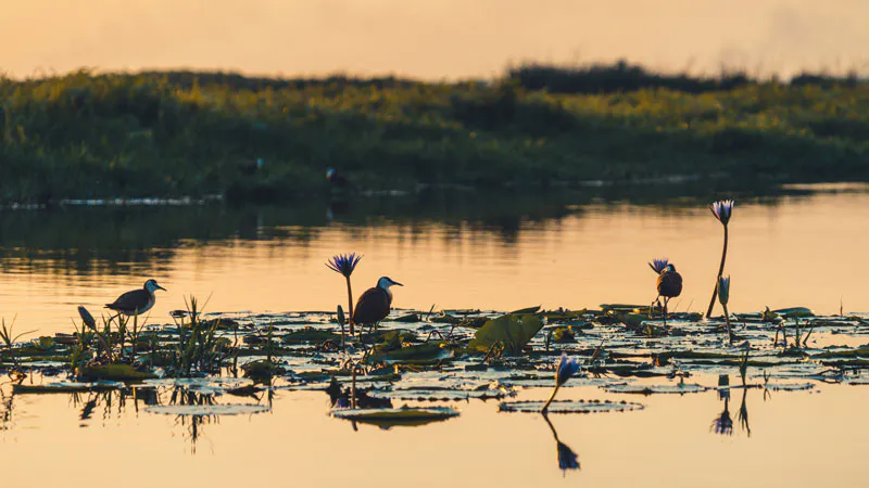 7-Day Birding,Tours | Ziwa Rhino Sanctuary,Masindi,Nile Delta,Murchison Falls,Entebbe