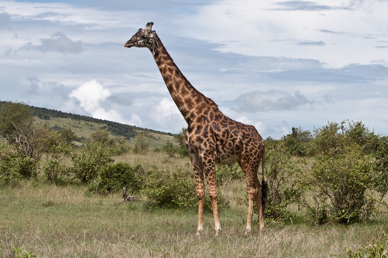 7 Days 6 Nights Tanzania Safari