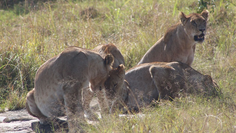 3-Day Gorilla and Golden Monkey Trekking Tour in Rwanda