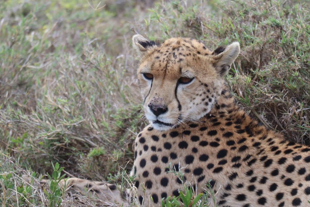 6 Days Tanzania Mid-Range Safari: Tarangire, Serengeti, Ngorongoro Crater.