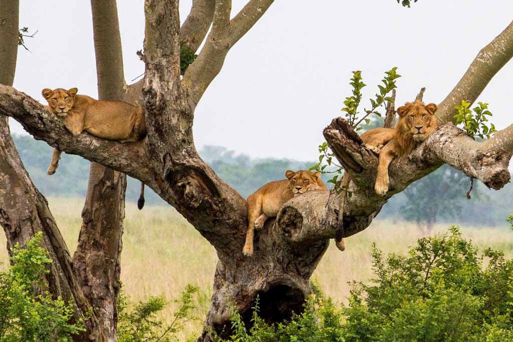 Kubwa Five Safaris - Kampala - Safarigo